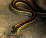 Are Garter Snake Poisonous: Safety Facts Guide