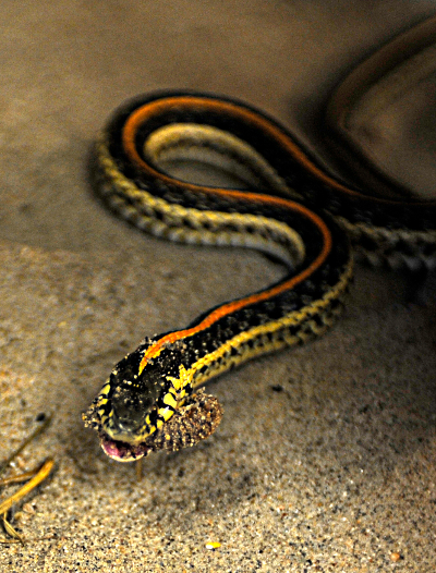 Are Garter Snake Poisonous: Safety Facts Guide