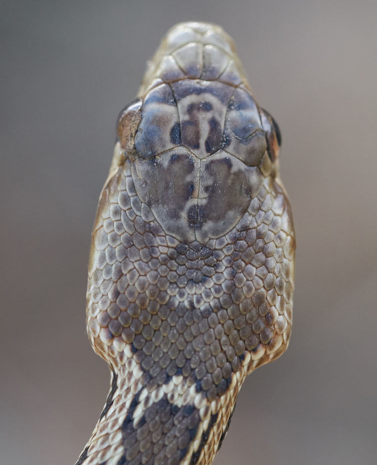 Are Gopher Snakes Endangered: Conservation Status