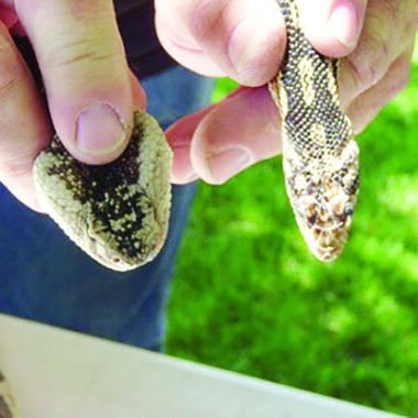 Are Gopher Snakes Poisonous? Facts You Should Know