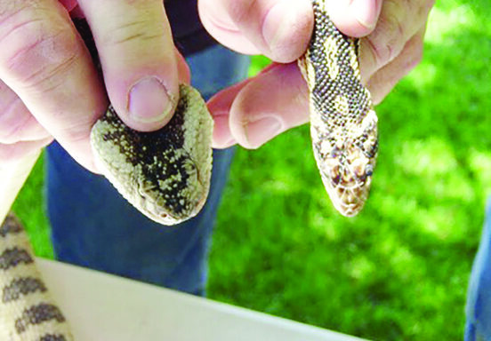 Are Gopher Snakes Poisonous? Facts You Should Know