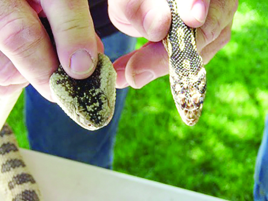 Are Gopher Snakes Poisonous? Facts You Should Know