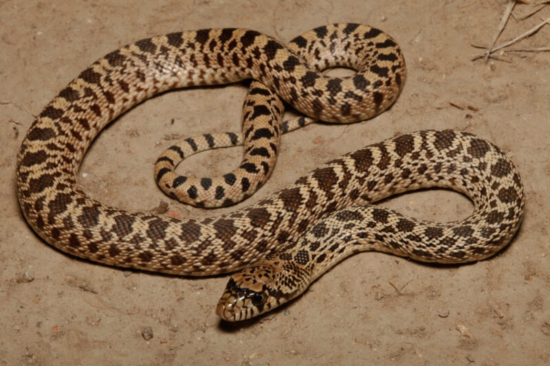 Are Gopher Snakes Venomous? Safety Guide