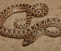 Are Gopher Snakes Venomous? Safety Guide