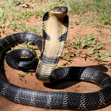 Are King Cobras Venomous or Poisonous?