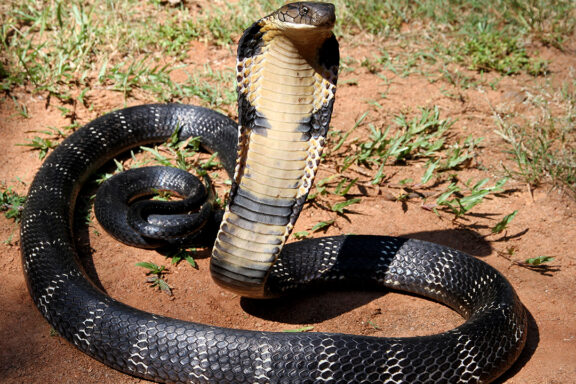 Are King Cobras Venomous or Poisonous?