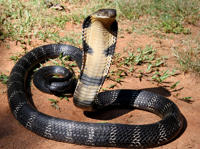 Are King Cobras Venomous or Poisonous?