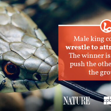 Are King Snakes Dangerous to Humans: Safety Facts