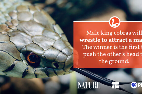 Are King Snakes Dangerous to Humans: Safety Facts