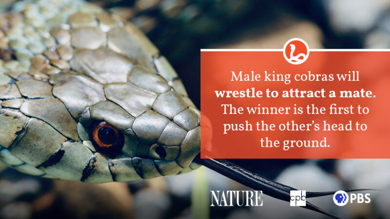 Are King Snakes Dangerous to Humans: Safety Facts