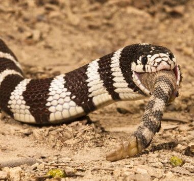 Are King Snakes Venomous: Expert Safety Guide