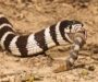 Are King Snakes Venomous: Expert Safety Guide