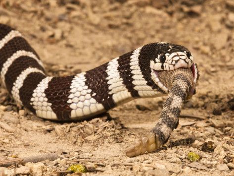 Are King Snakes Venomous: Expert Safety Guide