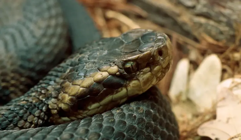 Are Louisiana Pine Snakes Poisonous? Expert Facts