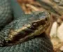 Are Louisiana Pine Snakes Poisonous? Expert Facts