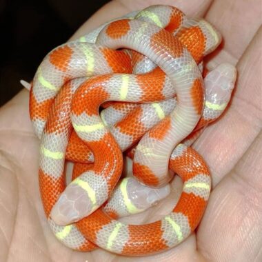 Are Milk Snakes Aggressive? Behavior Explained