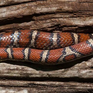 Are Milk Snakes Nocturnal? Activity Patterns