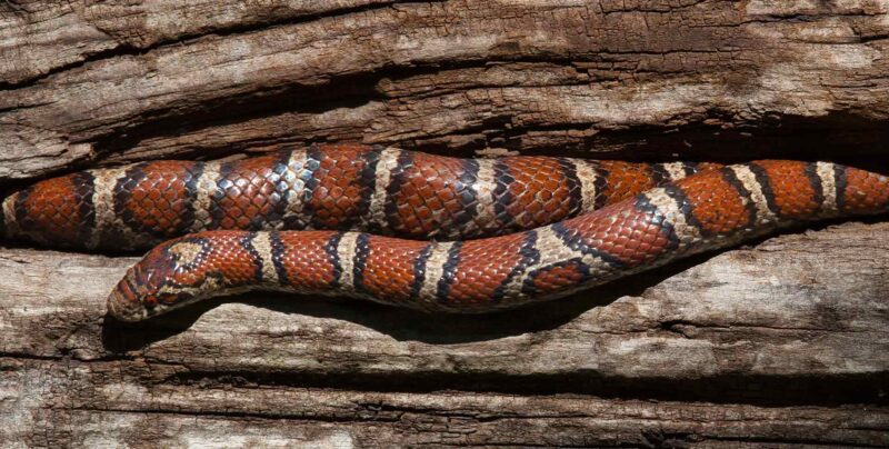 Are Milk Snakes Nocturnal? Activity Patterns