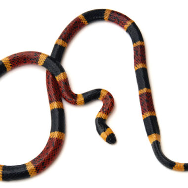 Are Milk Snakes Poisonous? A Complete Safety Guide