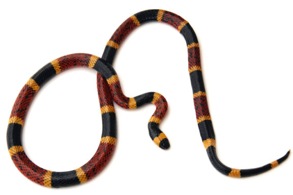 Are Milk Snakes Poisonous? A Complete Safety Guide