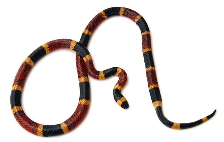 Are Milk Snakes Poisonous? A Complete Safety Guide