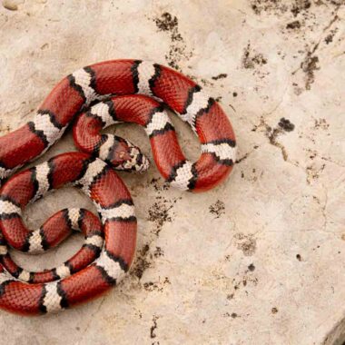 Are Milk Snakes Poisonous to Dogs? Safety Facts