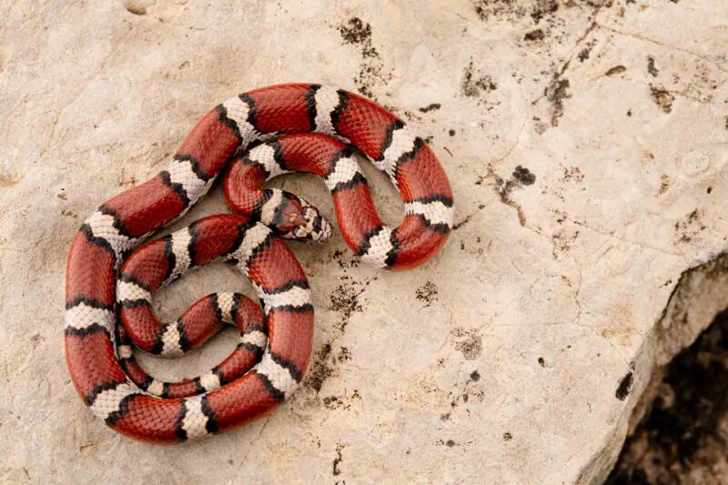 Are Milk Snakes Poisonous to Dogs? Safety Facts