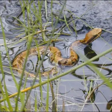 Are Pine Snakes Poisonous? Expert Guide to Safety