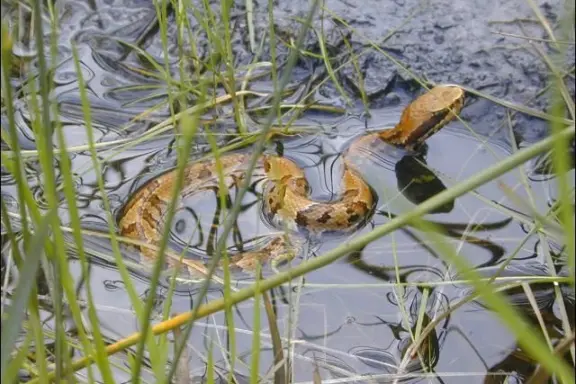 Are Pine Snakes Poisonous? Expert Guide to Safety