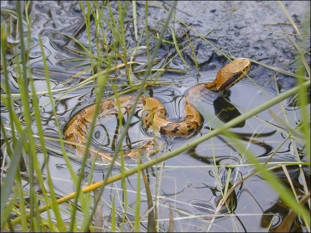 Are Pine Snakes Poisonous? Expert Guide to Safety