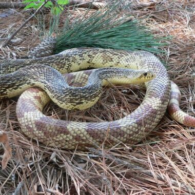 Are Pine Snakes Rare? Population Status & Conservation