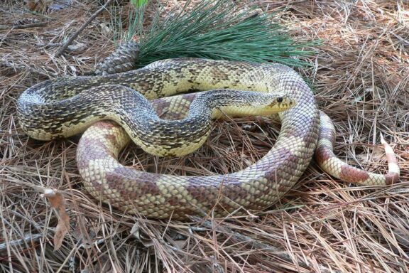 Are Pine Snakes Rare? Population Status & Conservation