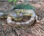 Are Pine Snakes Rare? Population Status & Conservation