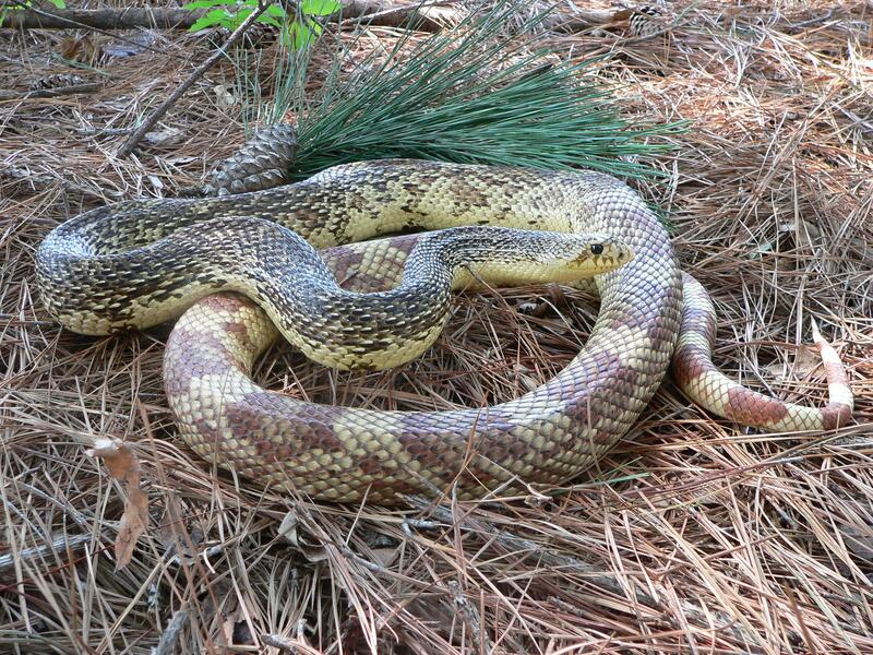 Are Pine Snakes Rare? Population Status & Conservation