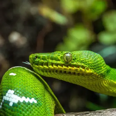 Are Tree Boas Venomous: Safety Facts Explained