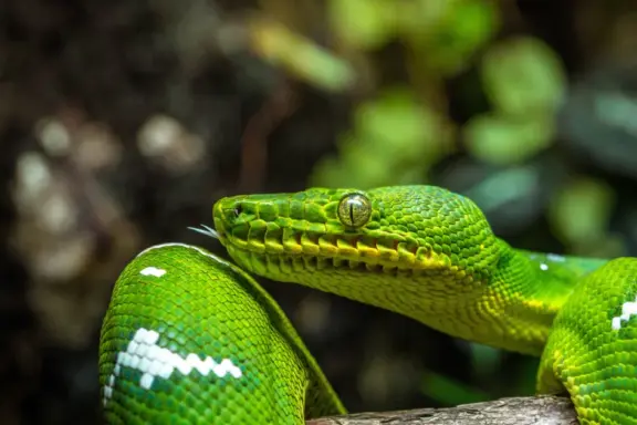 Are Tree Boas Venomous: Safety Facts Explained