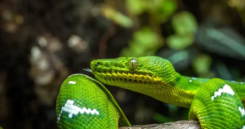 Are Tree Boas Venomous: Safety Facts Explained