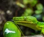 Are Tree Boas Venomous: Safety Facts Explained