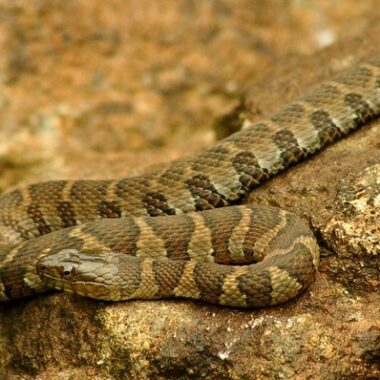 Are Water Snakes Aggressive: Behavior Facts