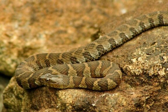 Are Water Snakes Aggressive: Behavior Facts