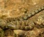 Are Water Snakes Aggressive: Behavior Facts