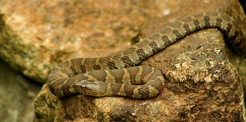 Are Water Snakes Aggressive: Behavior Facts