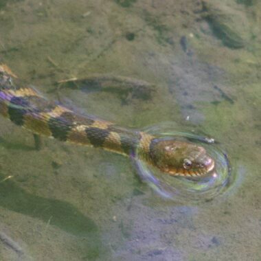 Are Water Snakes Dangerous to Pets: Safety Guide