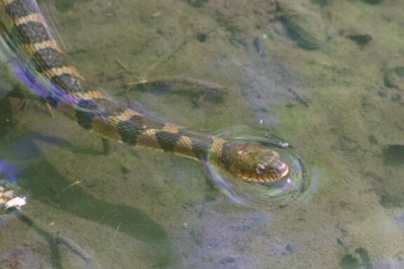 Are Water Snakes Dangerous to Pets: Safety Guide