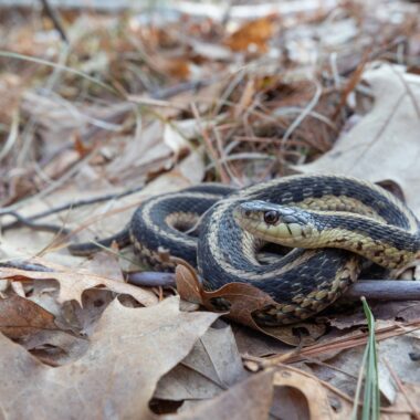 Are Water Snakes Endangered: Conservation Status