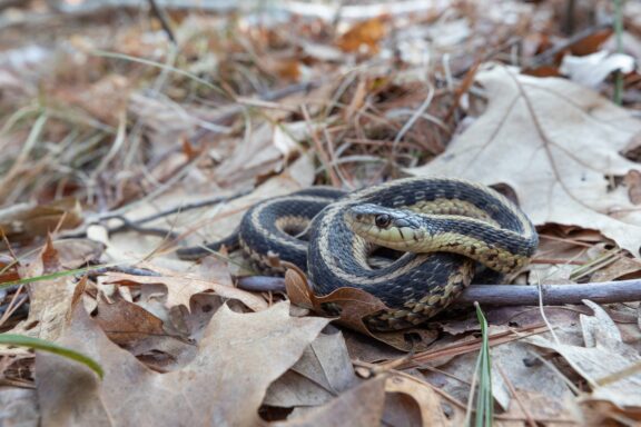 Are Water Snakes Endangered: Conservation Status