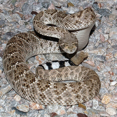 Arizona Gopher Snake Behavior: Expert Guide