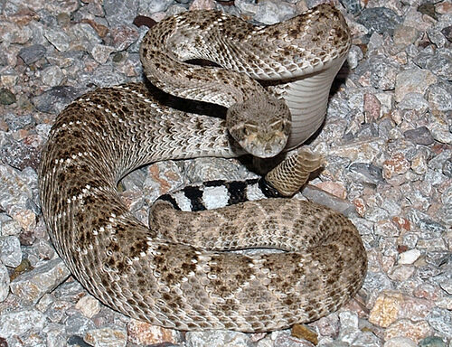 Arizona Gopher Snake Behavior: Expert Guide