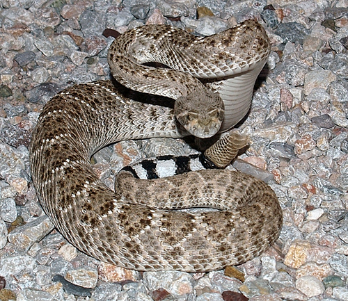 Arizona Gopher Snake Behavior: Expert Guide