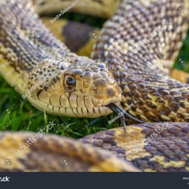 Arizona Gopher Snake: Desert Species Profile